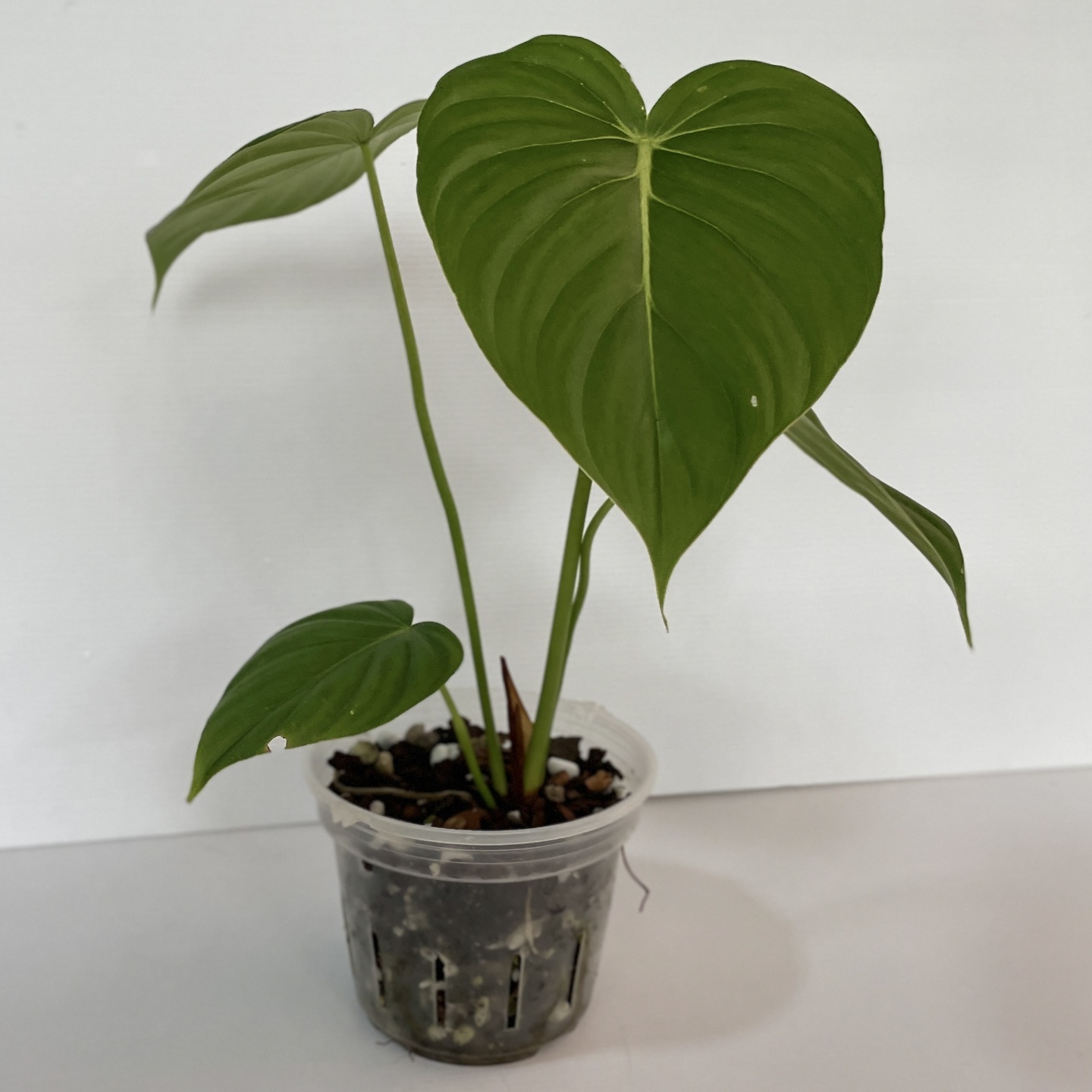Philodendron Dean McDowell Small