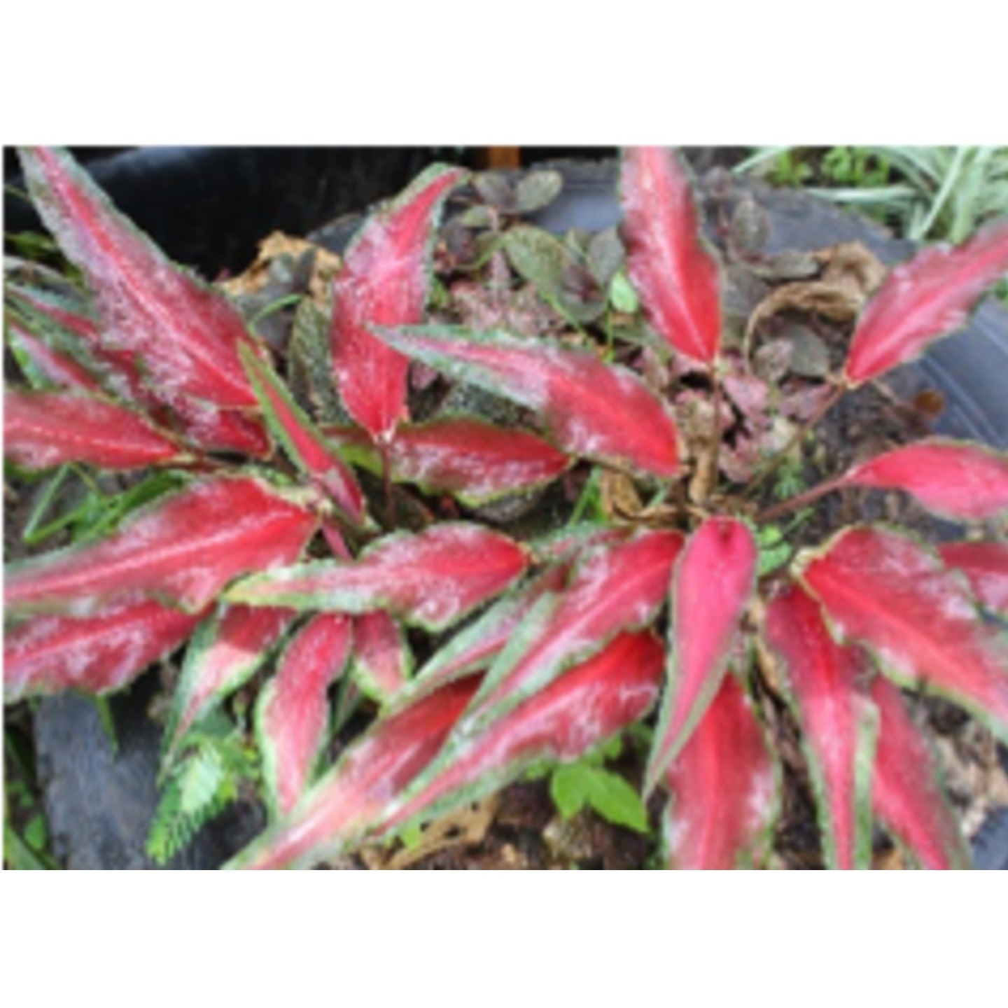 Caladium bicolor Florida Red (Small) 