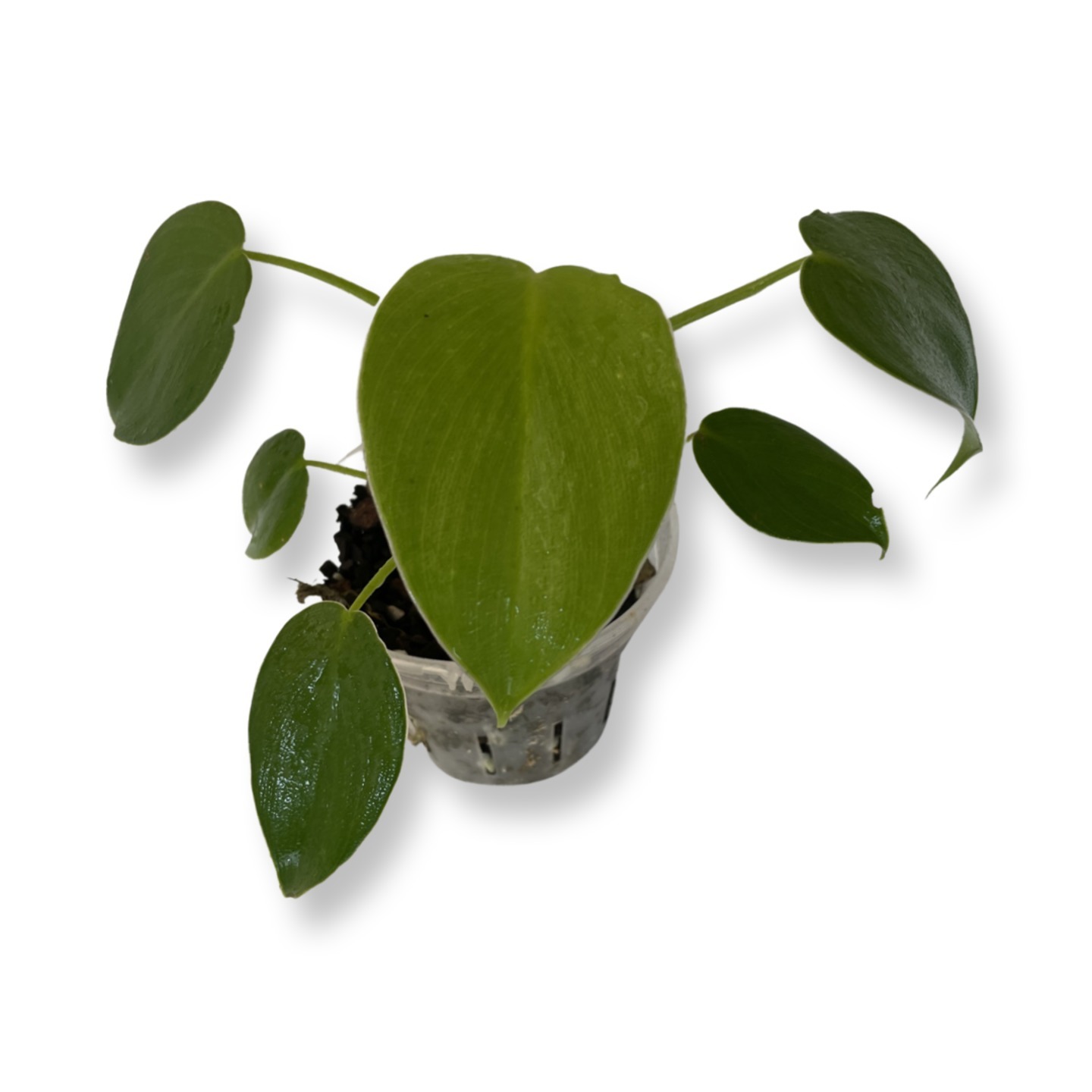 Philodendron Rugosum Pig Skin small