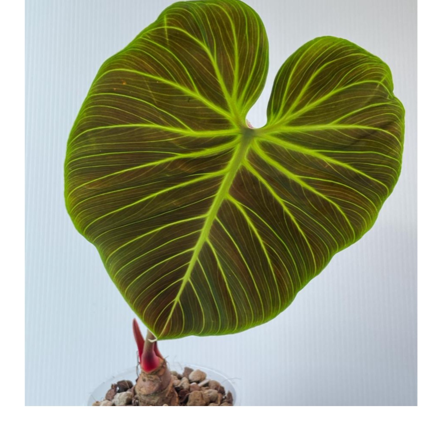 Philodendron Luxurians var Choco El Choco Red