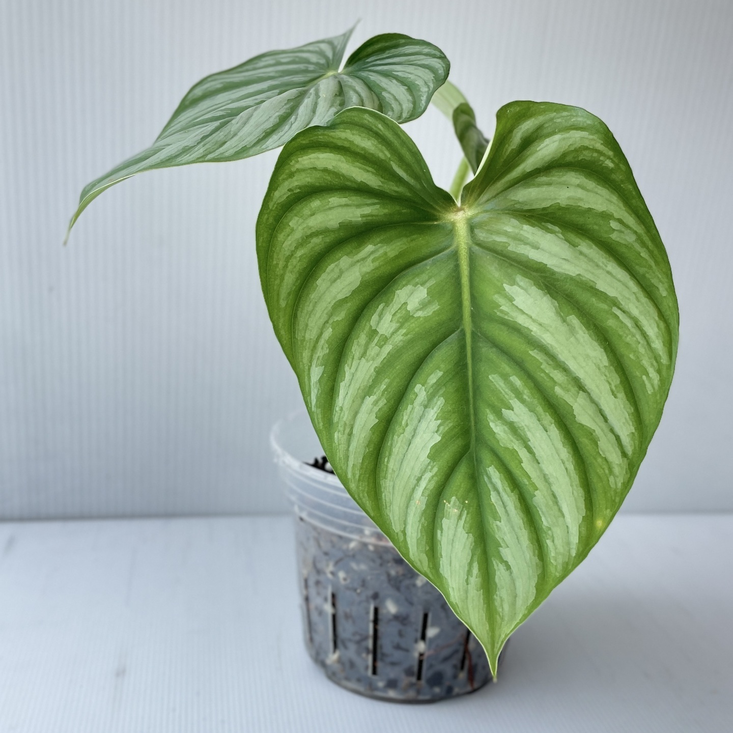 Philodendron Plowmanii Silver Lime Peru
