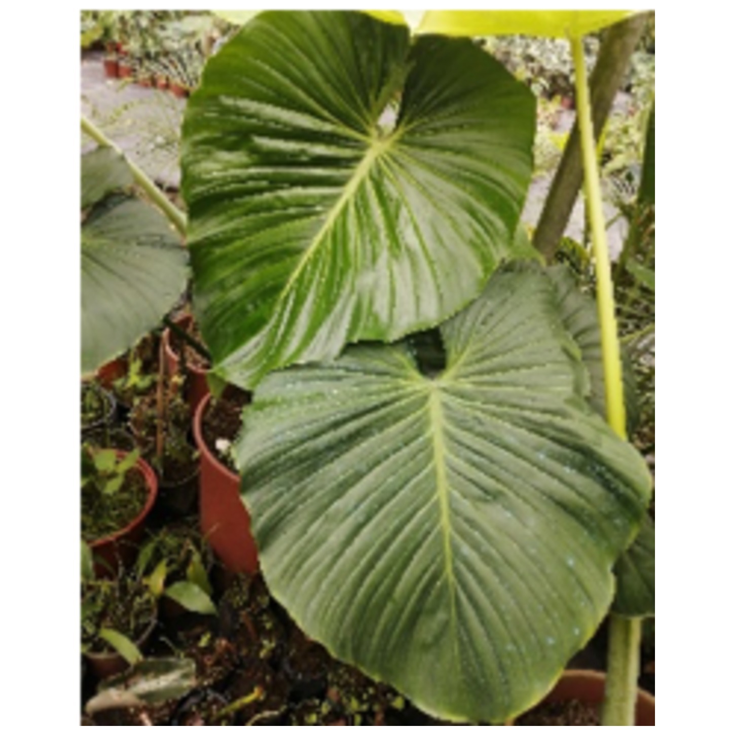 Philodendron pteropus