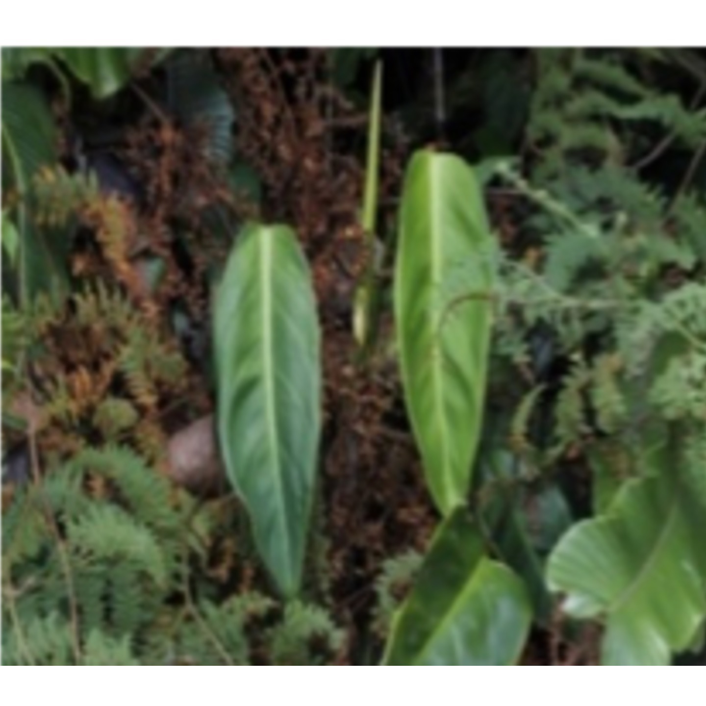Philodendron crassinervium