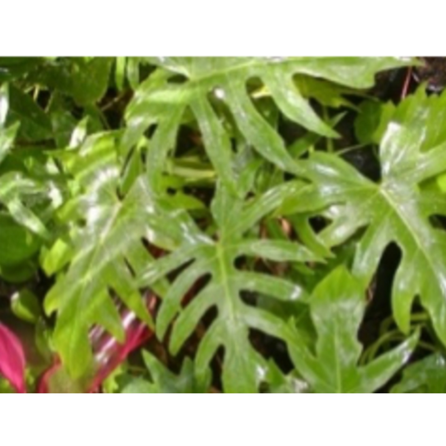 Philodendron mayoi (Special size)