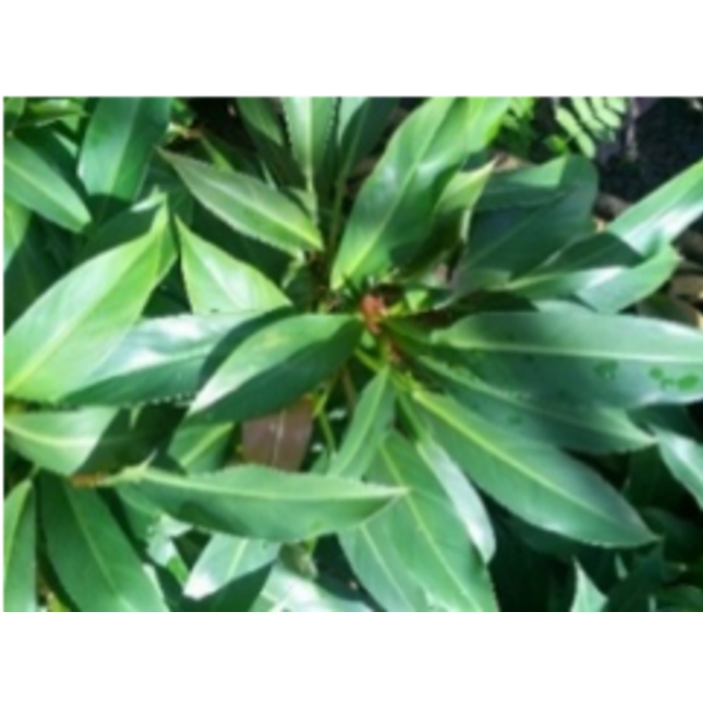 Philodendron melinonii x davidsonii