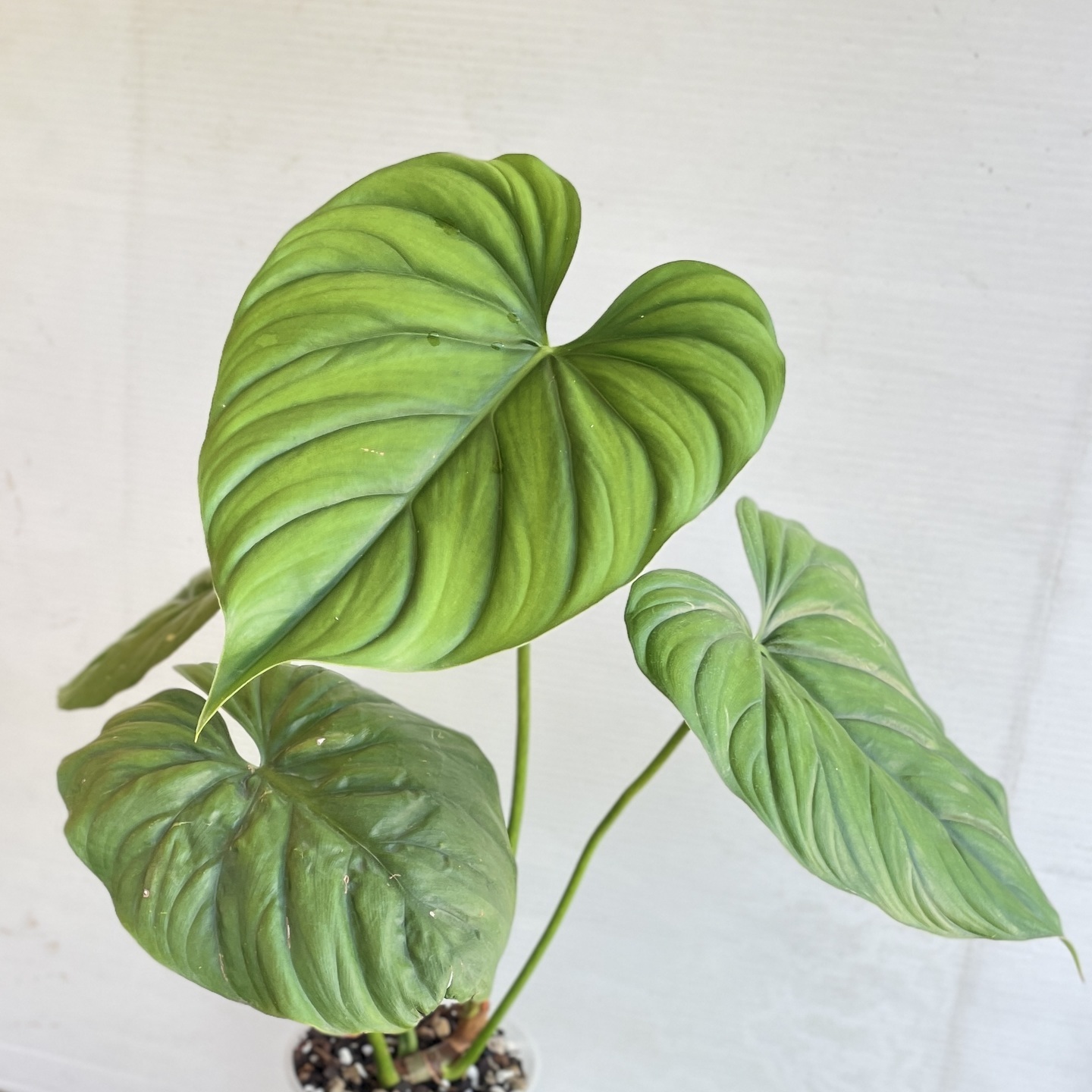 Philodendron SP Colombia Small