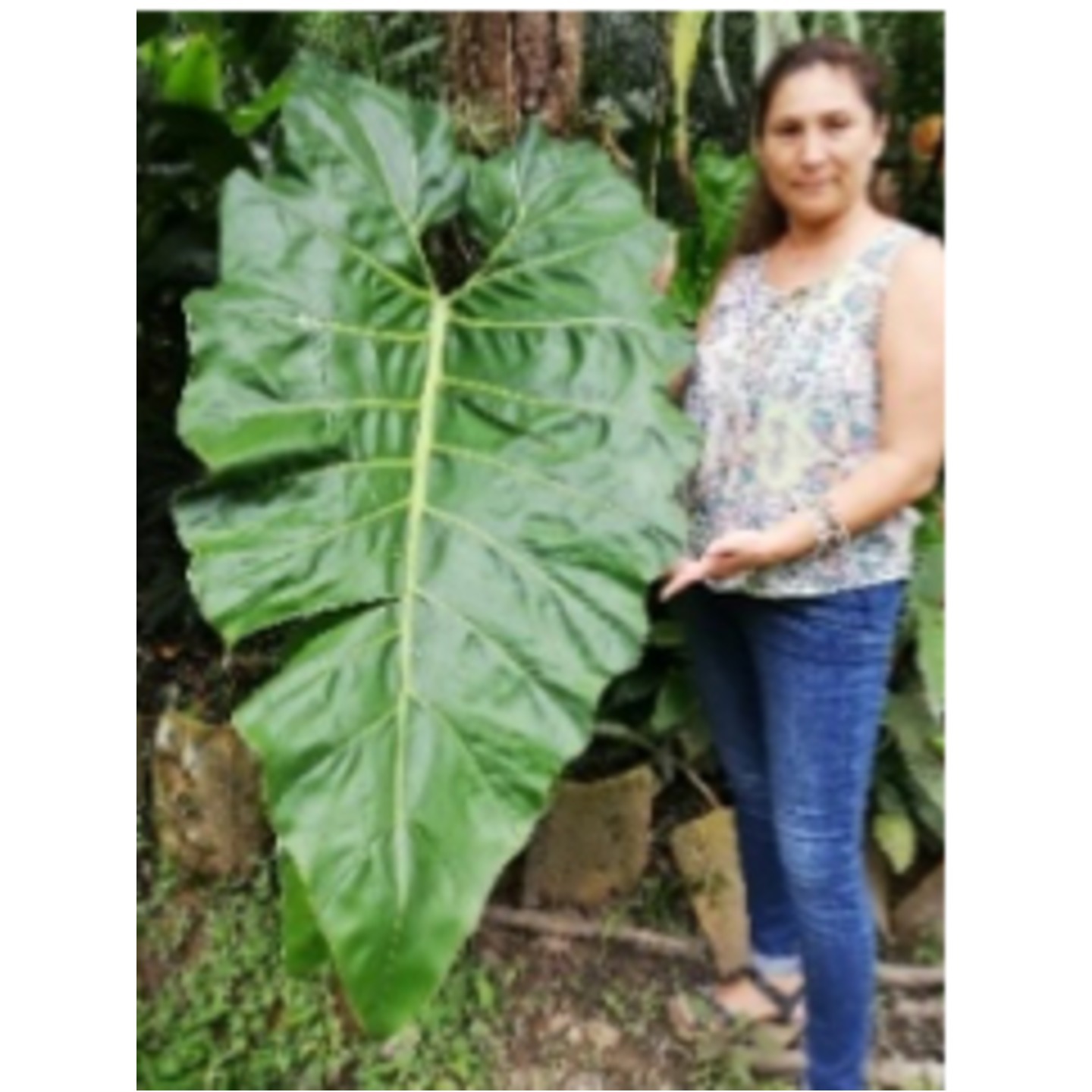 Philodendron maximum Small