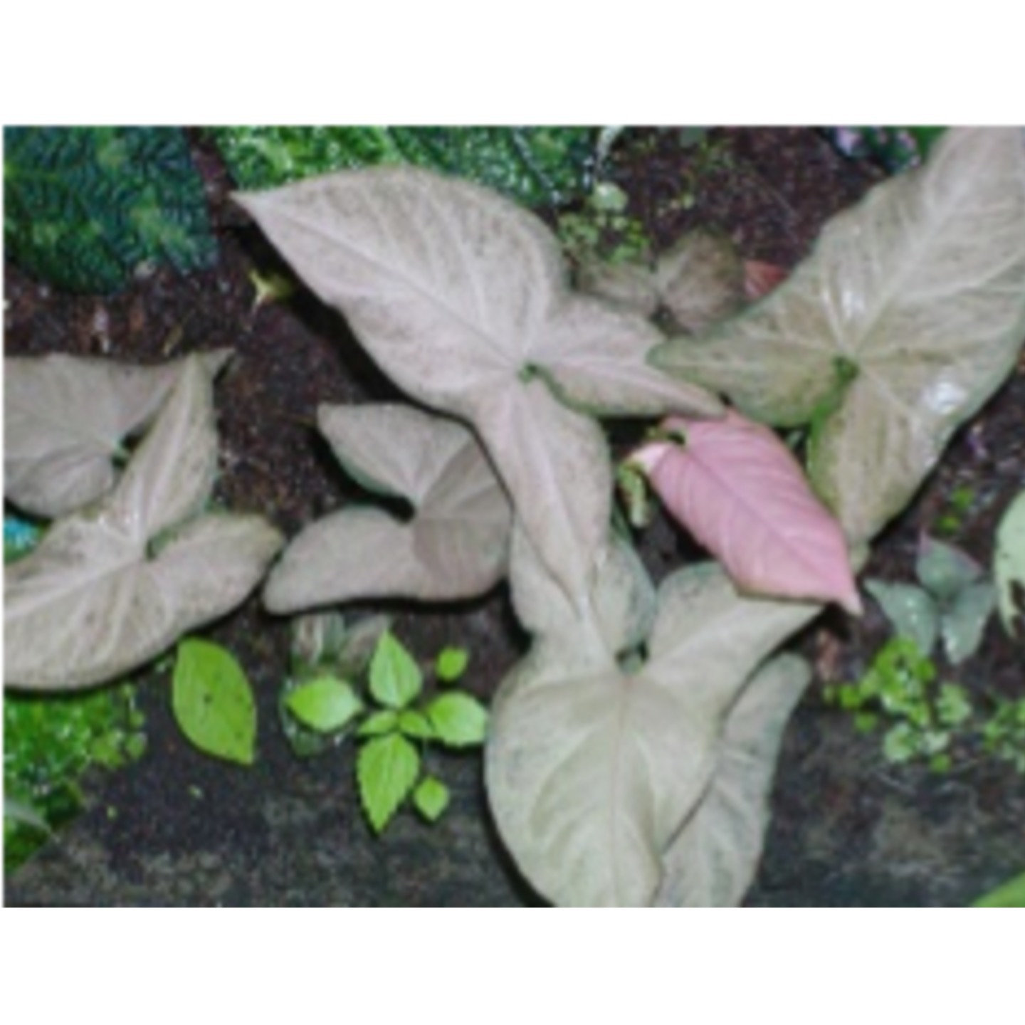 Syngonium podophyllum pink