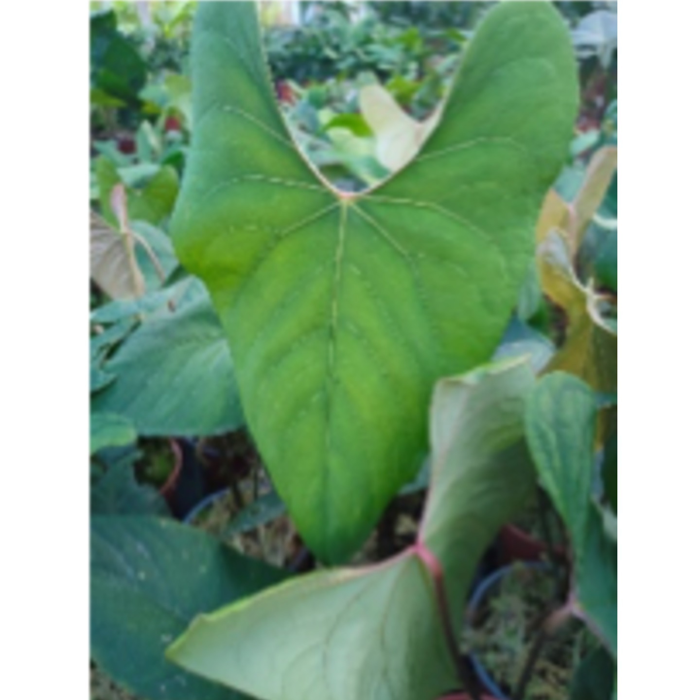 Anthurium macdanielii (Medium)