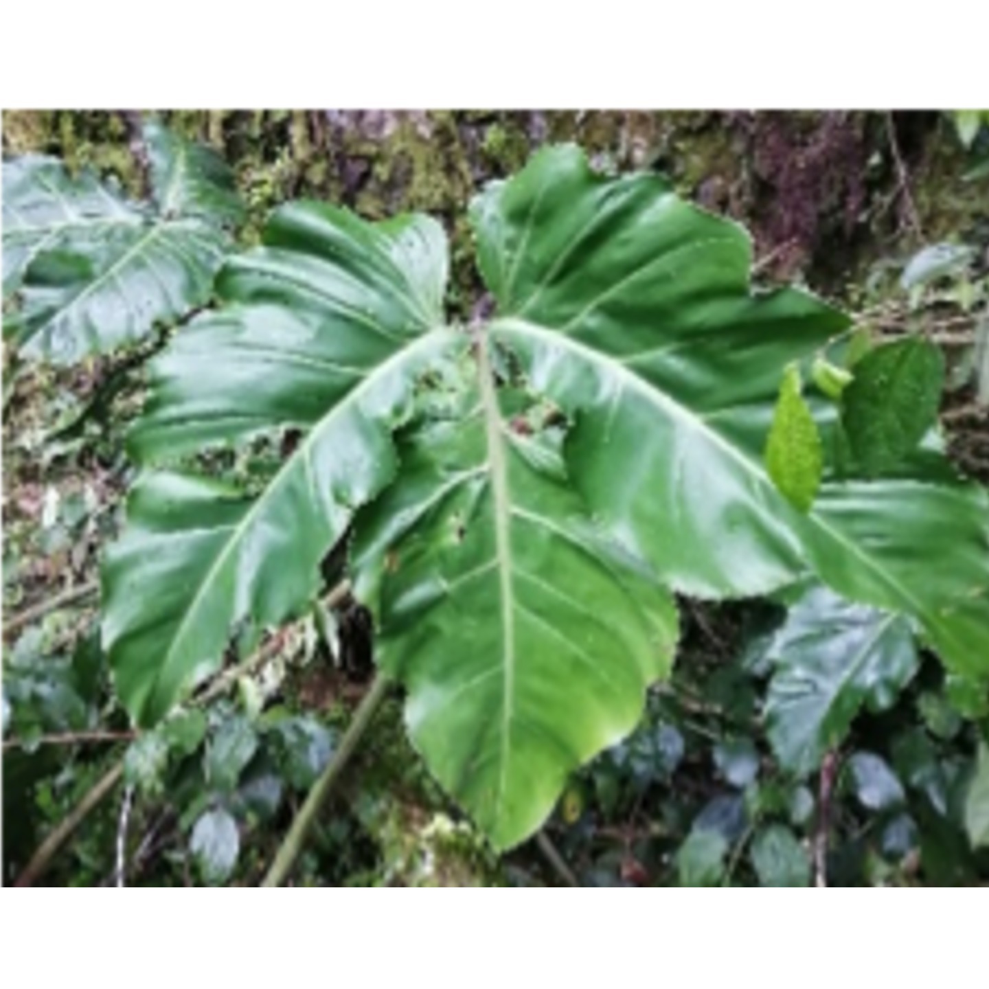 Philodendron barrosoanum