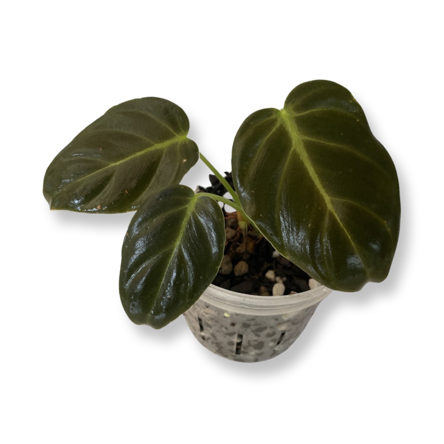 Philodendron Luxurians small