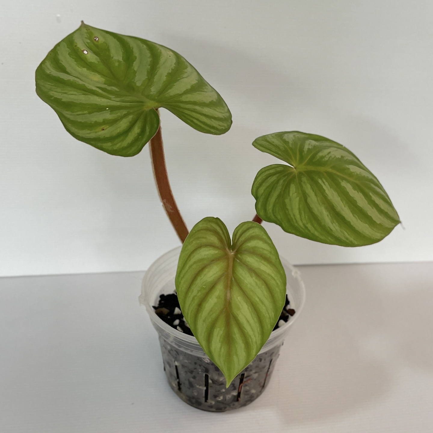 Philodendron Plowmanii Silver Lime Peru