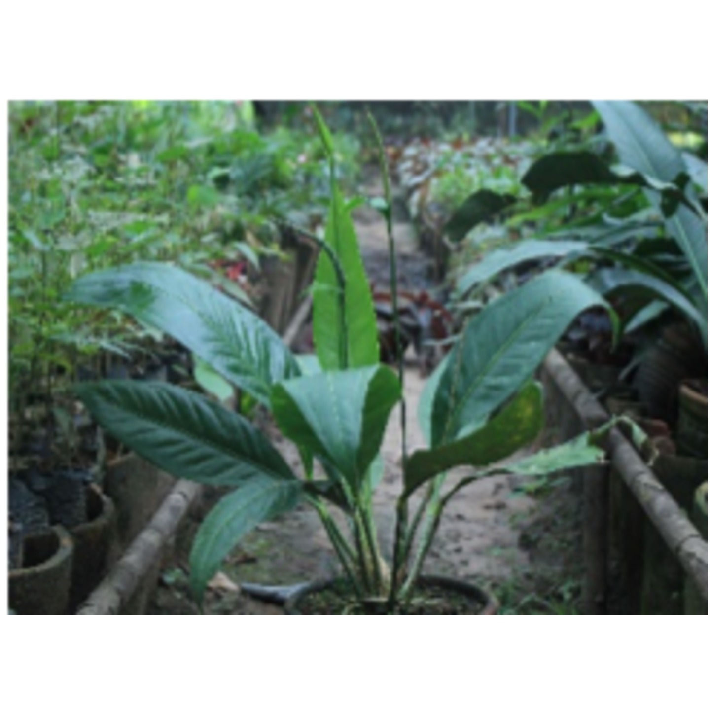 Anthurium oxycarpum