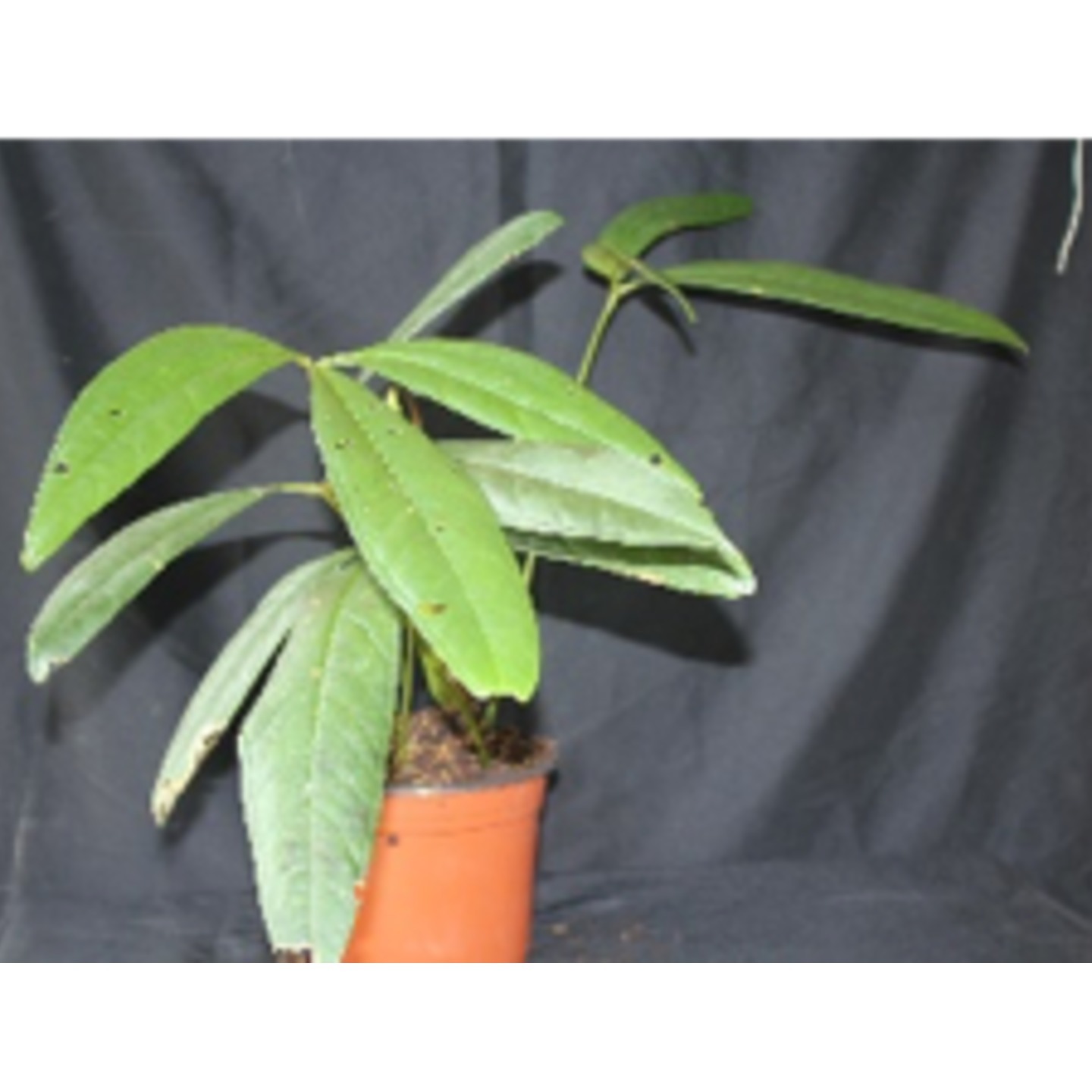 Anthurium triphyllum (Small) 