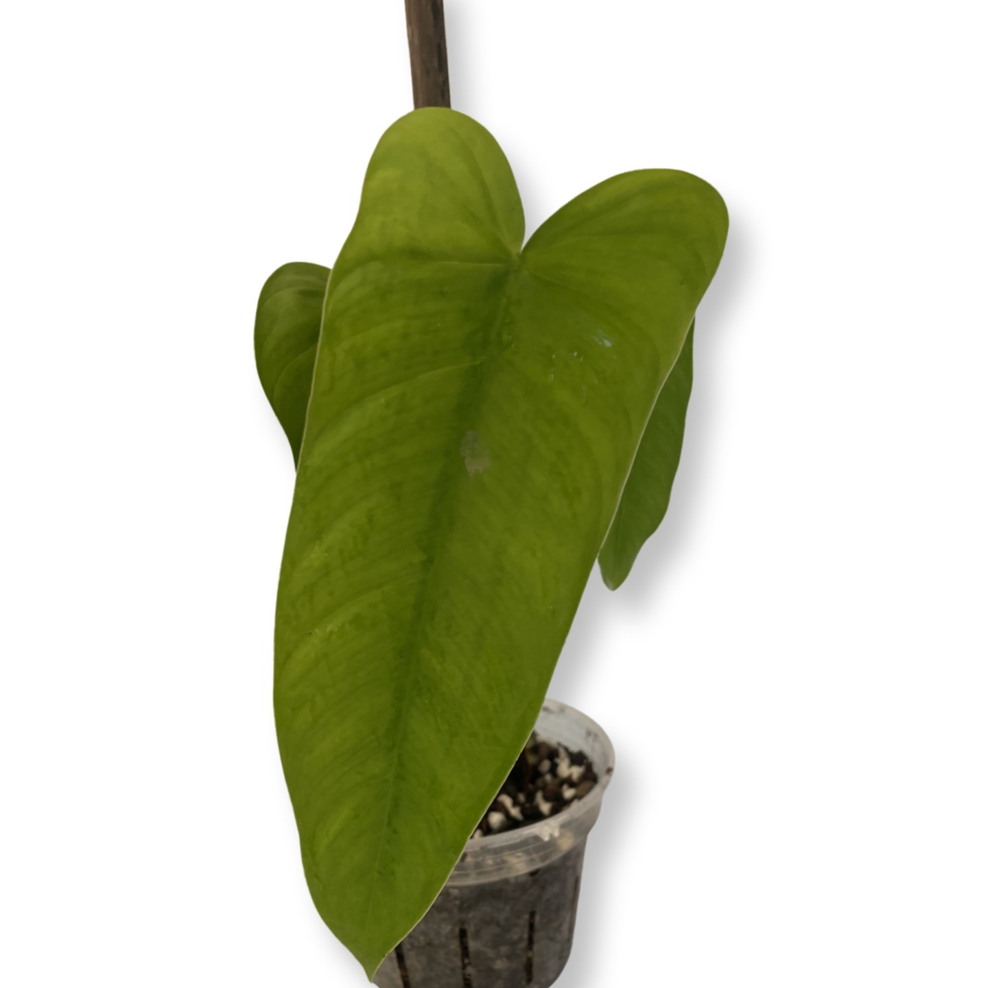 Philodendron Sharonaei