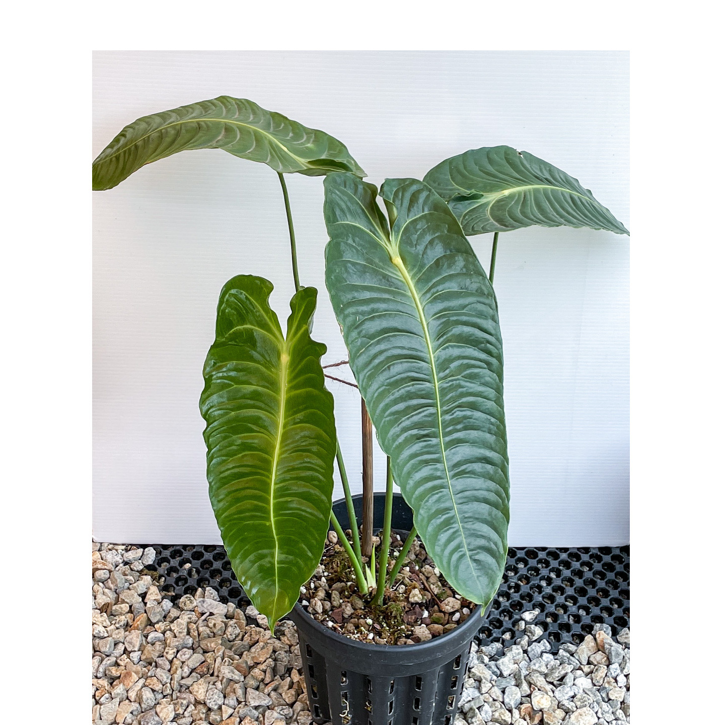 Anthurium Veitchii XXL Mother Plant