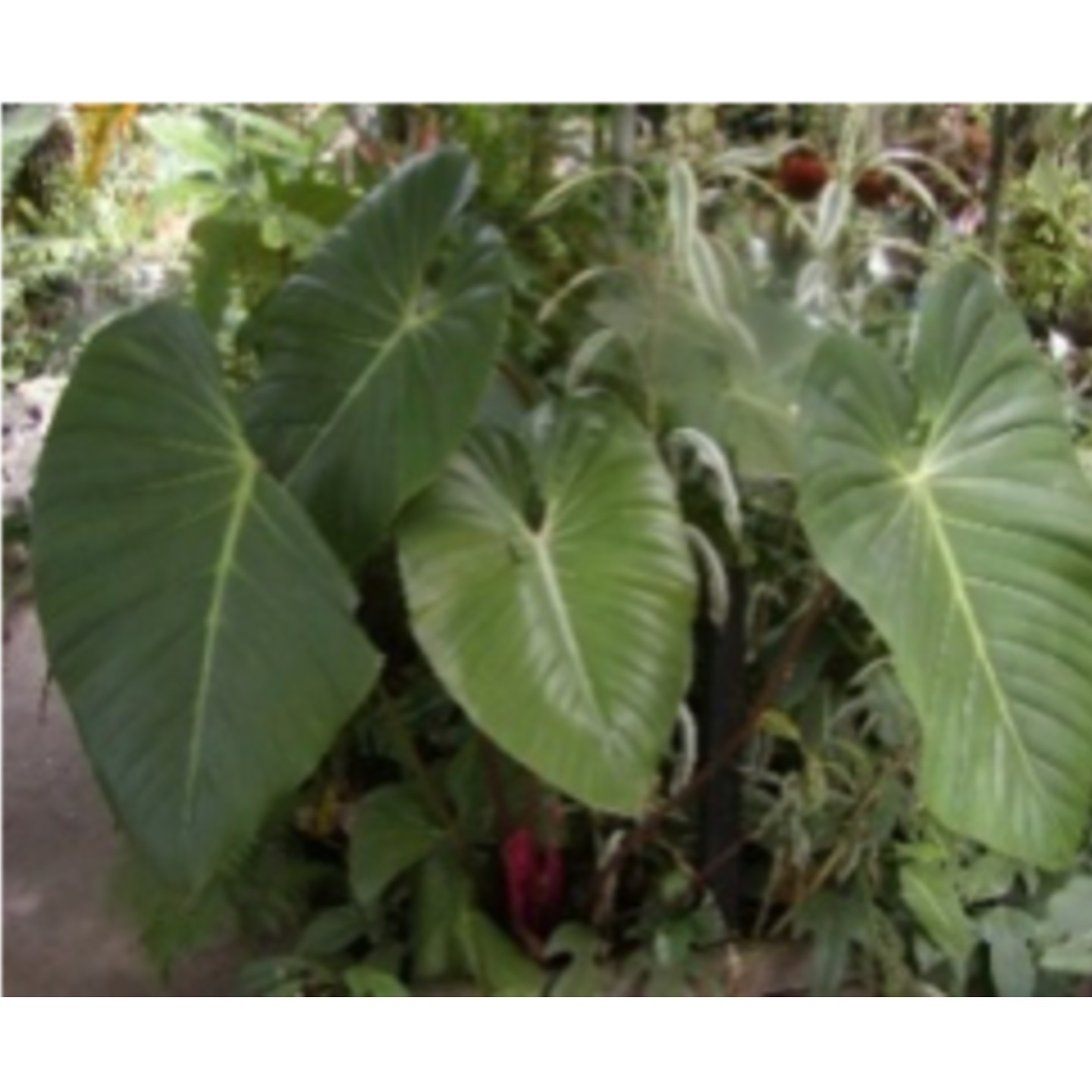 Philodendron lynamii Special 60cm to 90cm