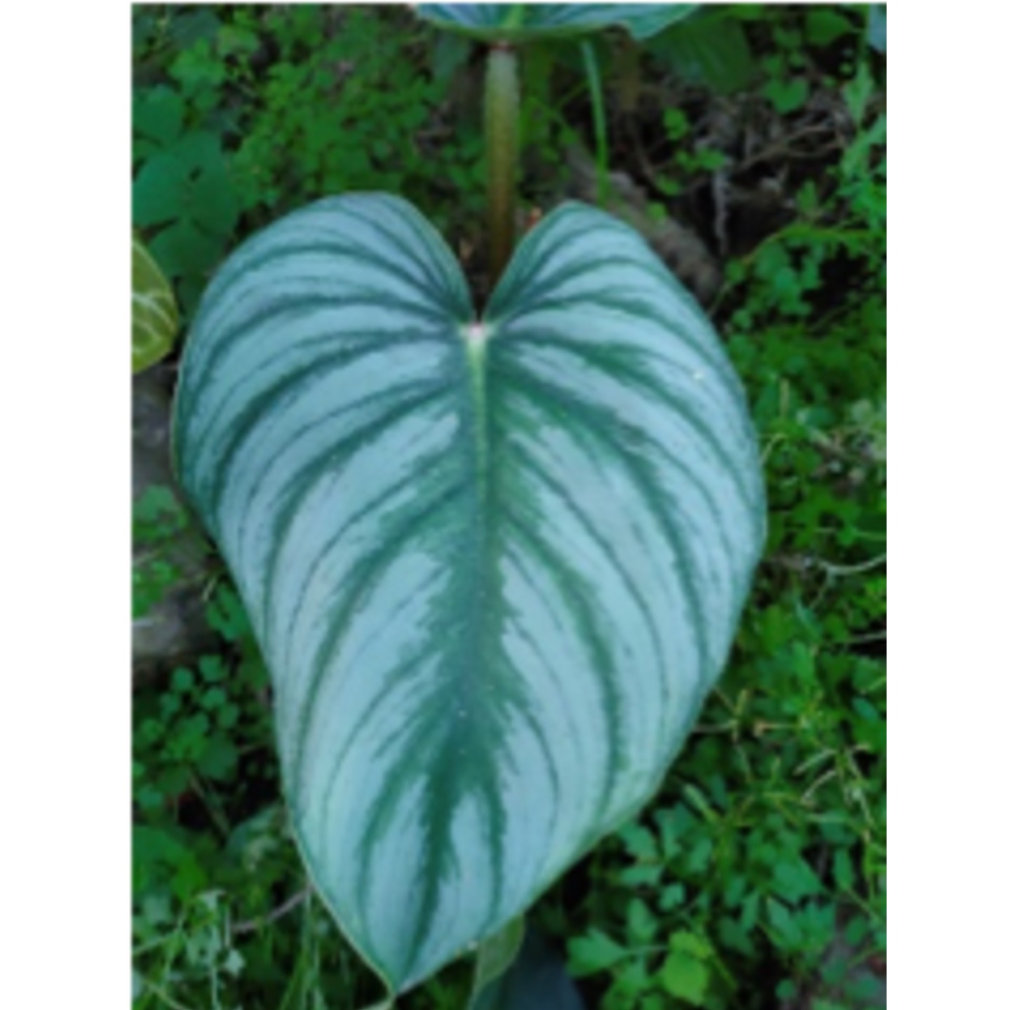 Philodendron plowmanii silver