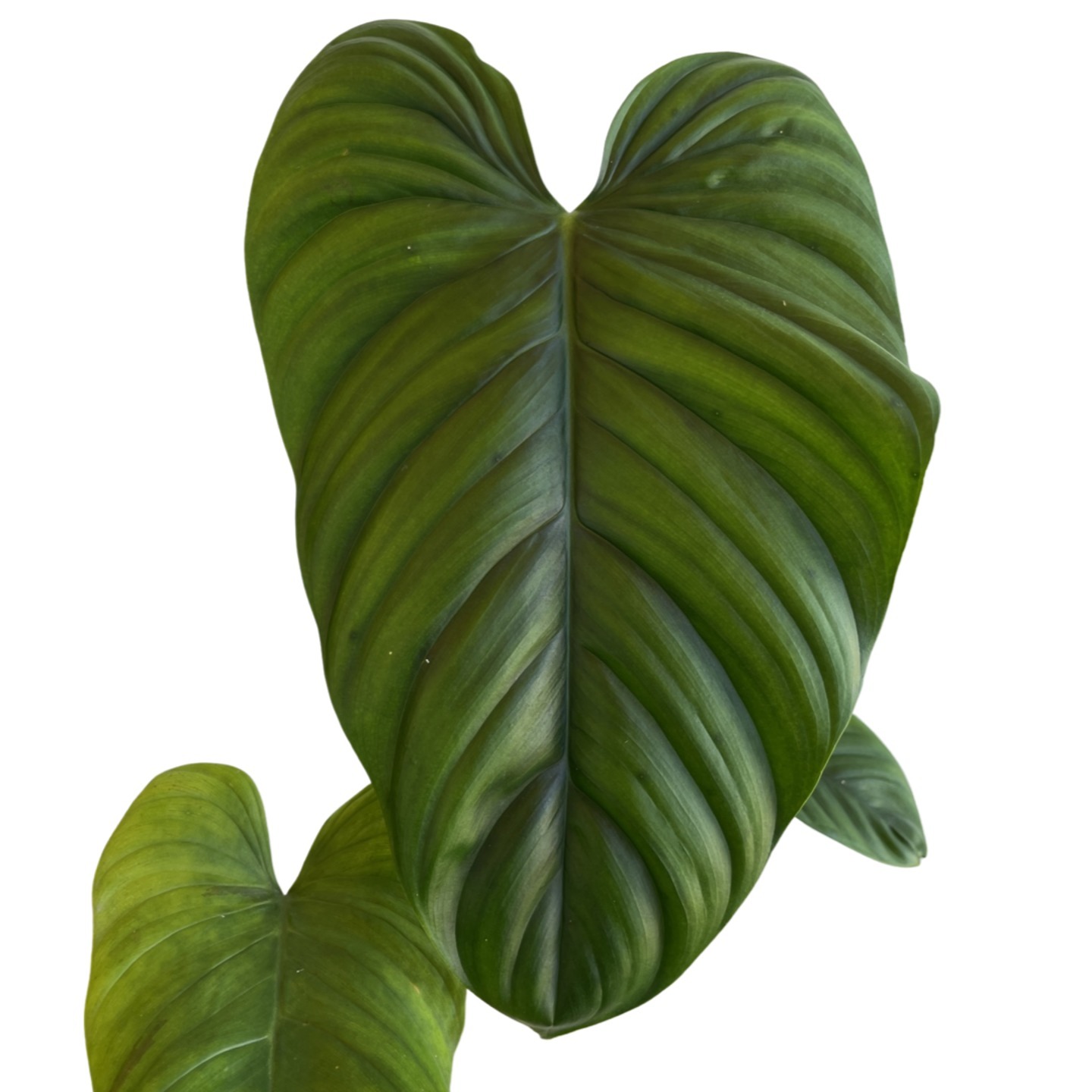 Philodendron Rubrocinctum Platinum - 3 leaves