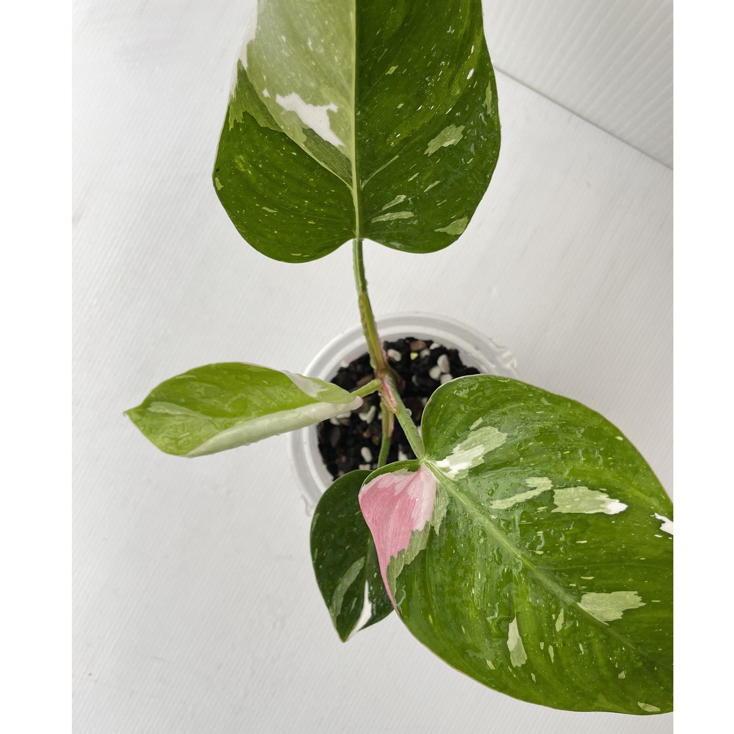Philodendron White Princess with a tricolour leaf