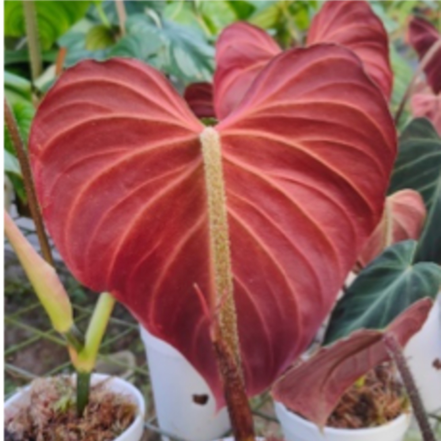 Philodendron Verrucosum Red
