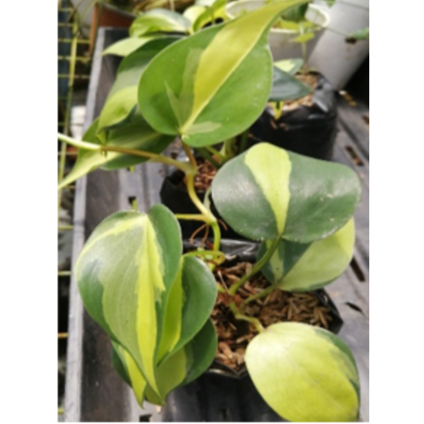 Philodendron hederaceum Brasil