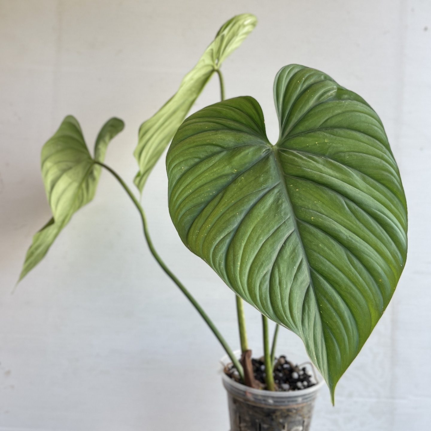 Philodendron SP Colombia (Medium)
