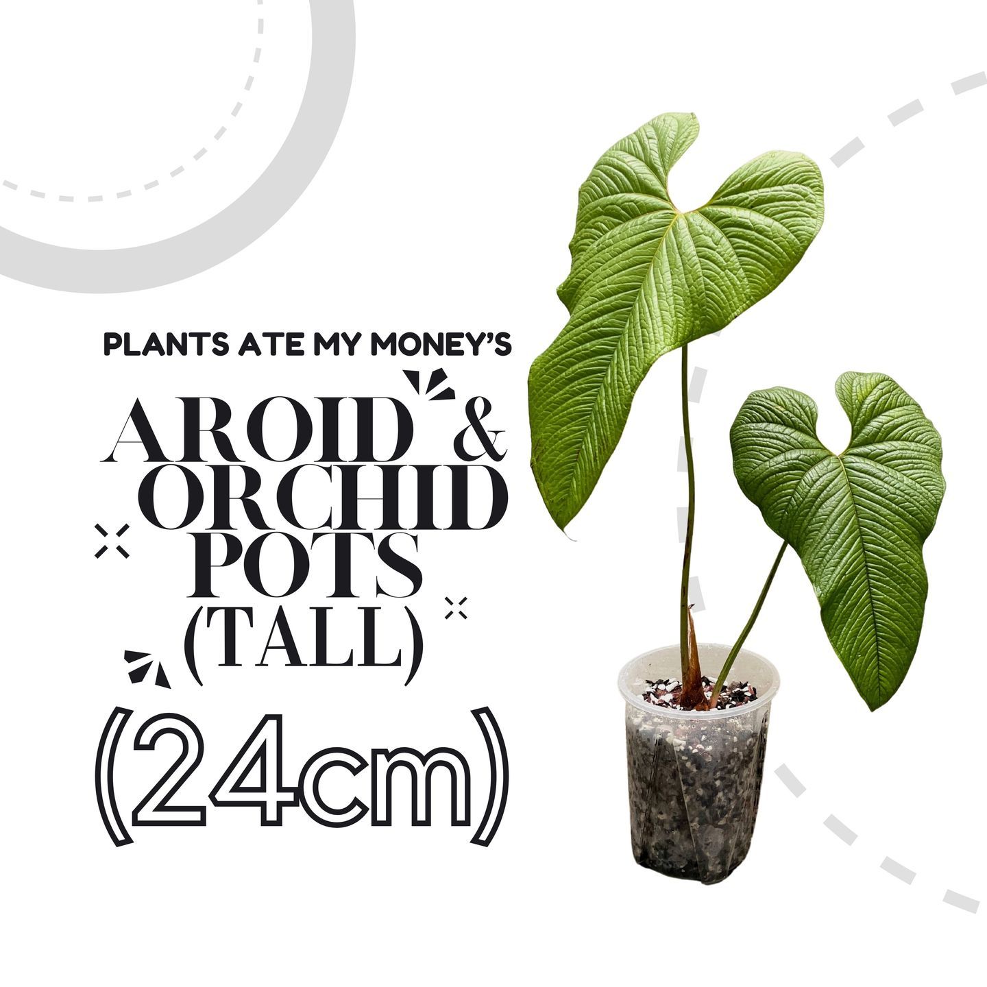 TALL 24cm Aroid & Orchid Pot