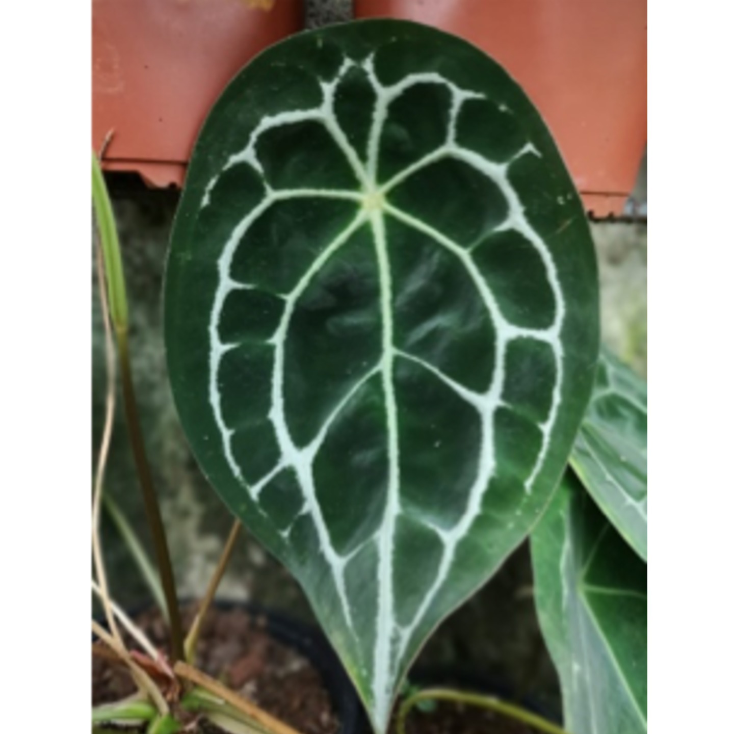 Anthurium forgettii (Small) 