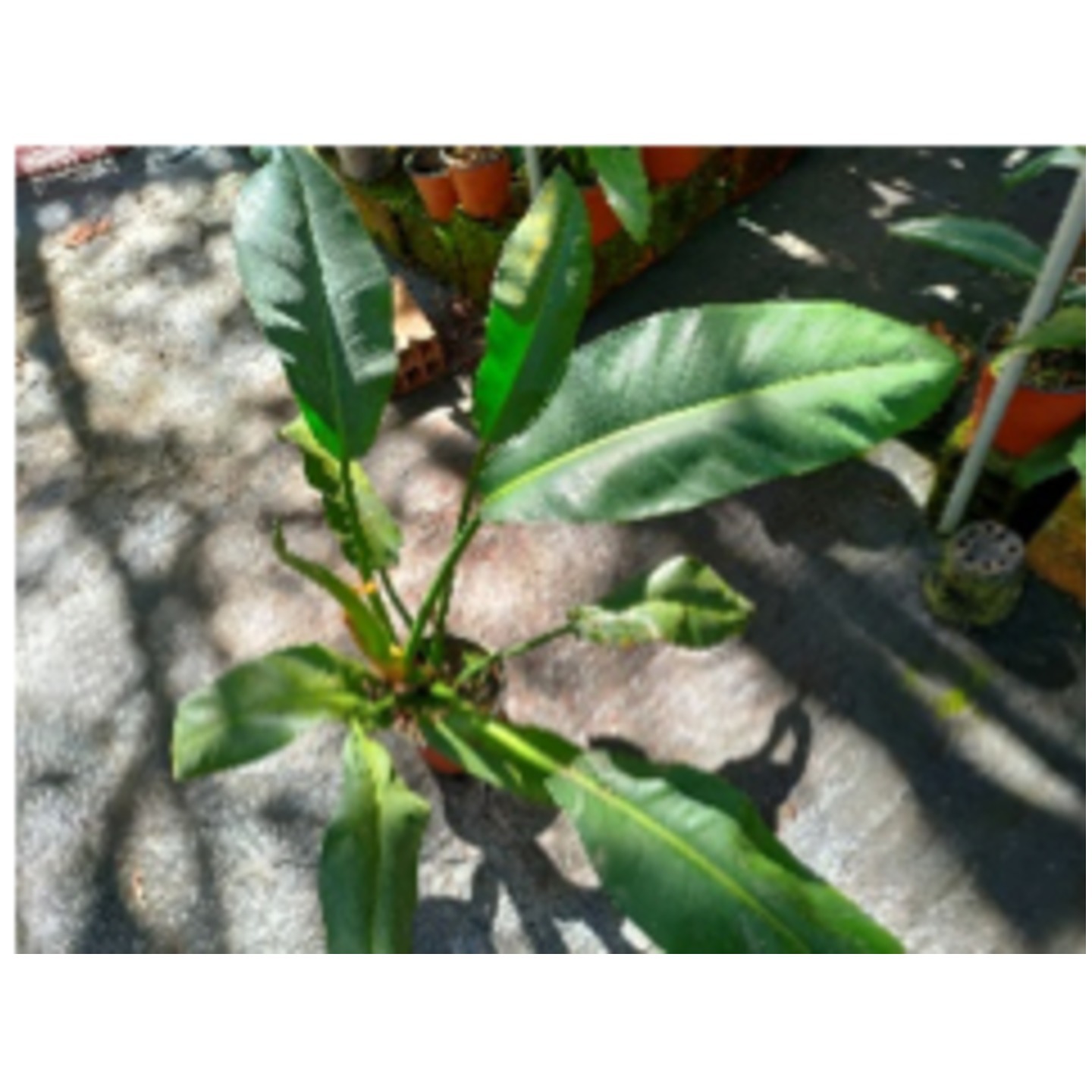 Philodendron parvilobum