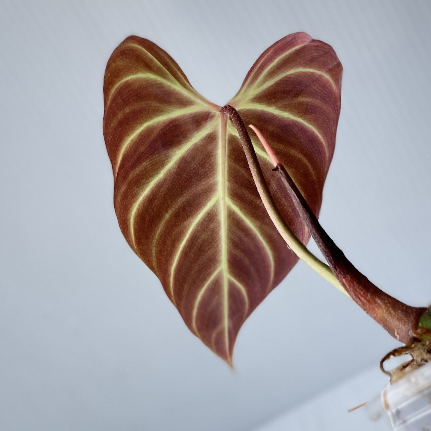 Philodendron Verrucosum Red