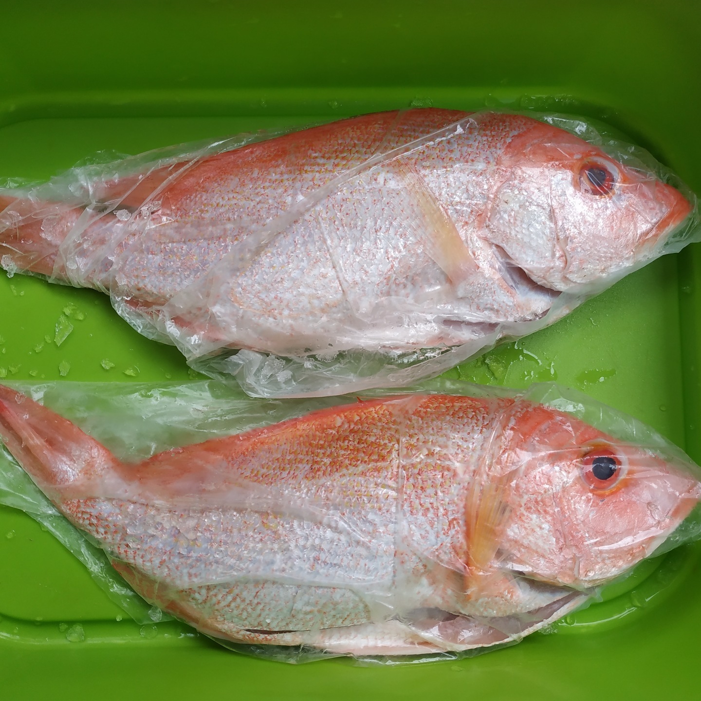 Red Chicken Snapper Small