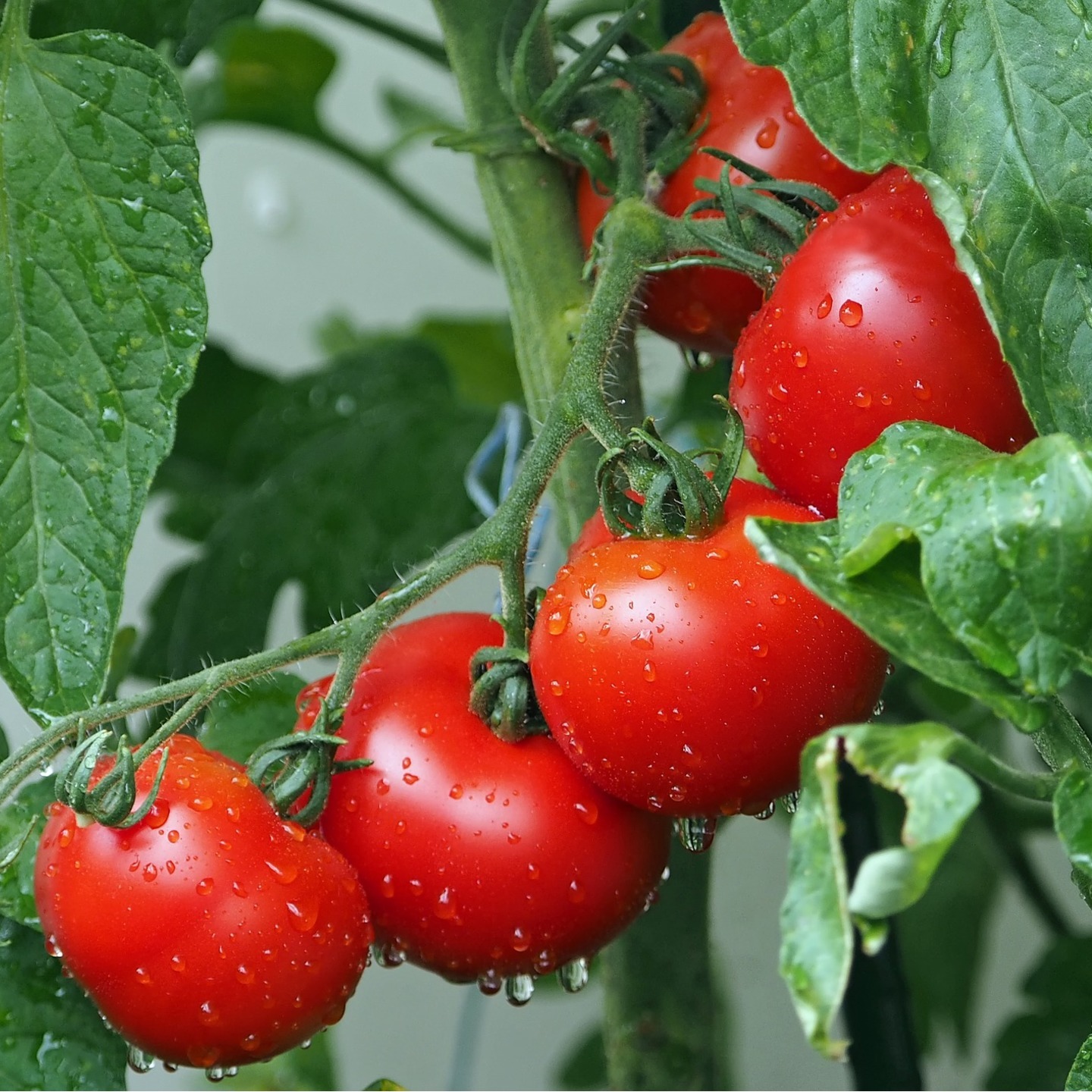 Tomato hybrid vegetable seeds for kitchen garden