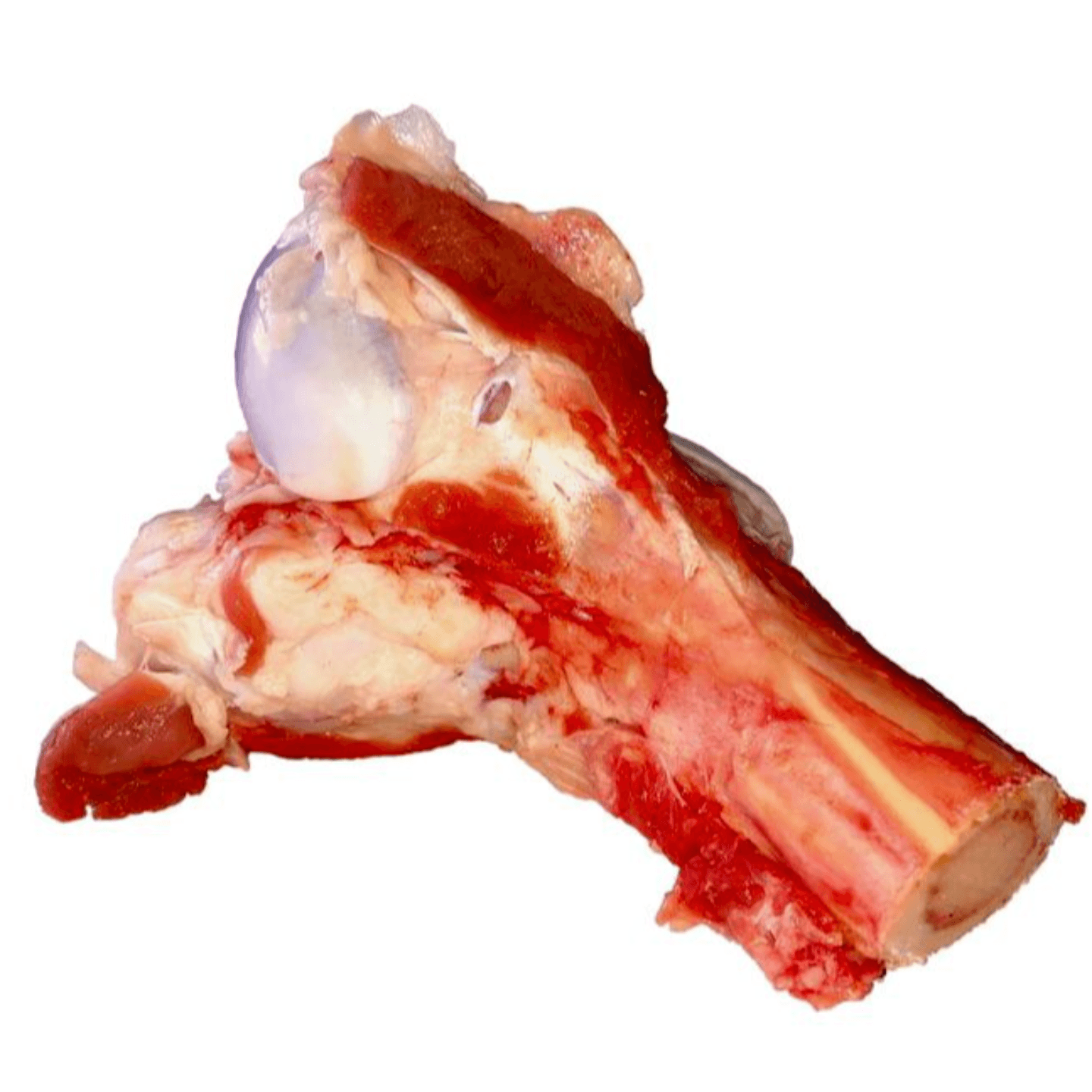 Mutton Bonesteak - Tulang Kambing