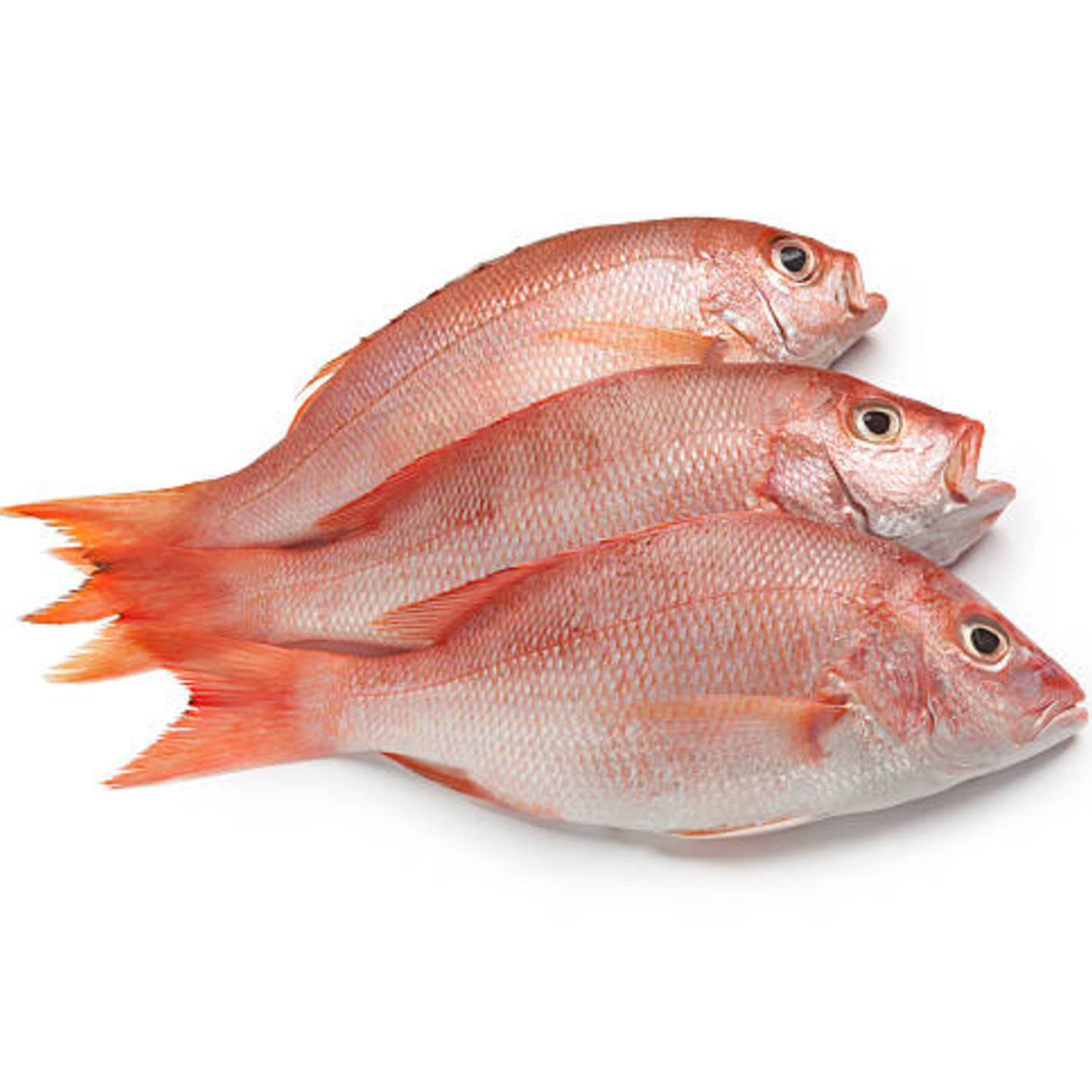 Red Snapper  Ikan Merah - 1kg
