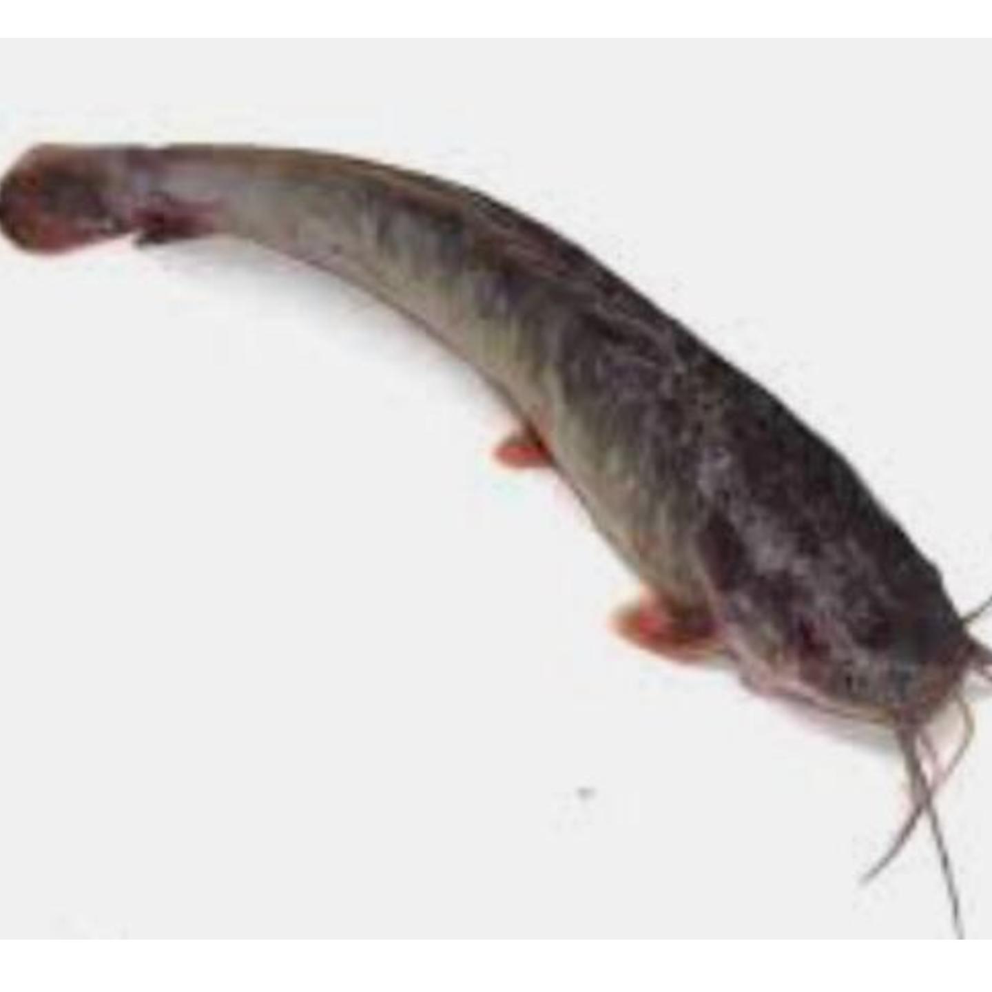 Pontian Wild Eel Catfish  Sembilang  1kg