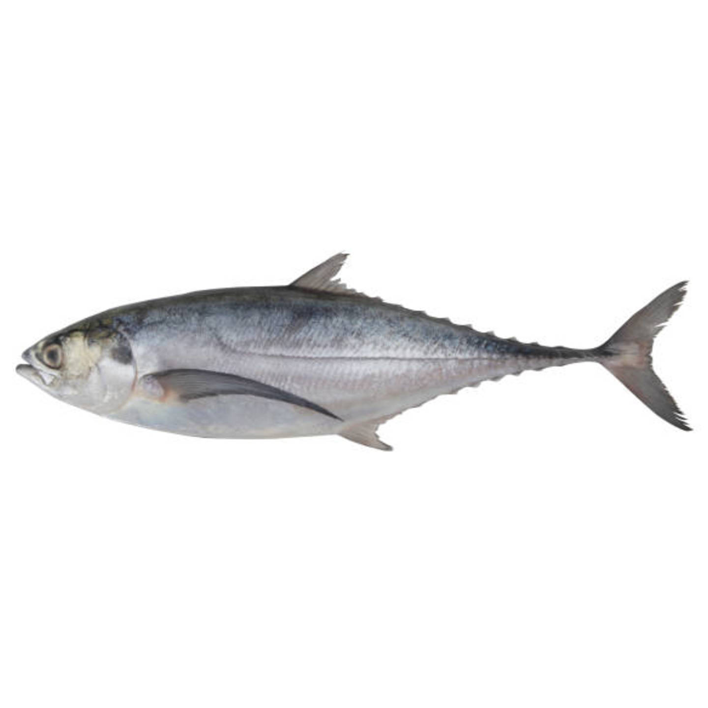 Hardtail Scad  Ikan Cencaru - 1kg