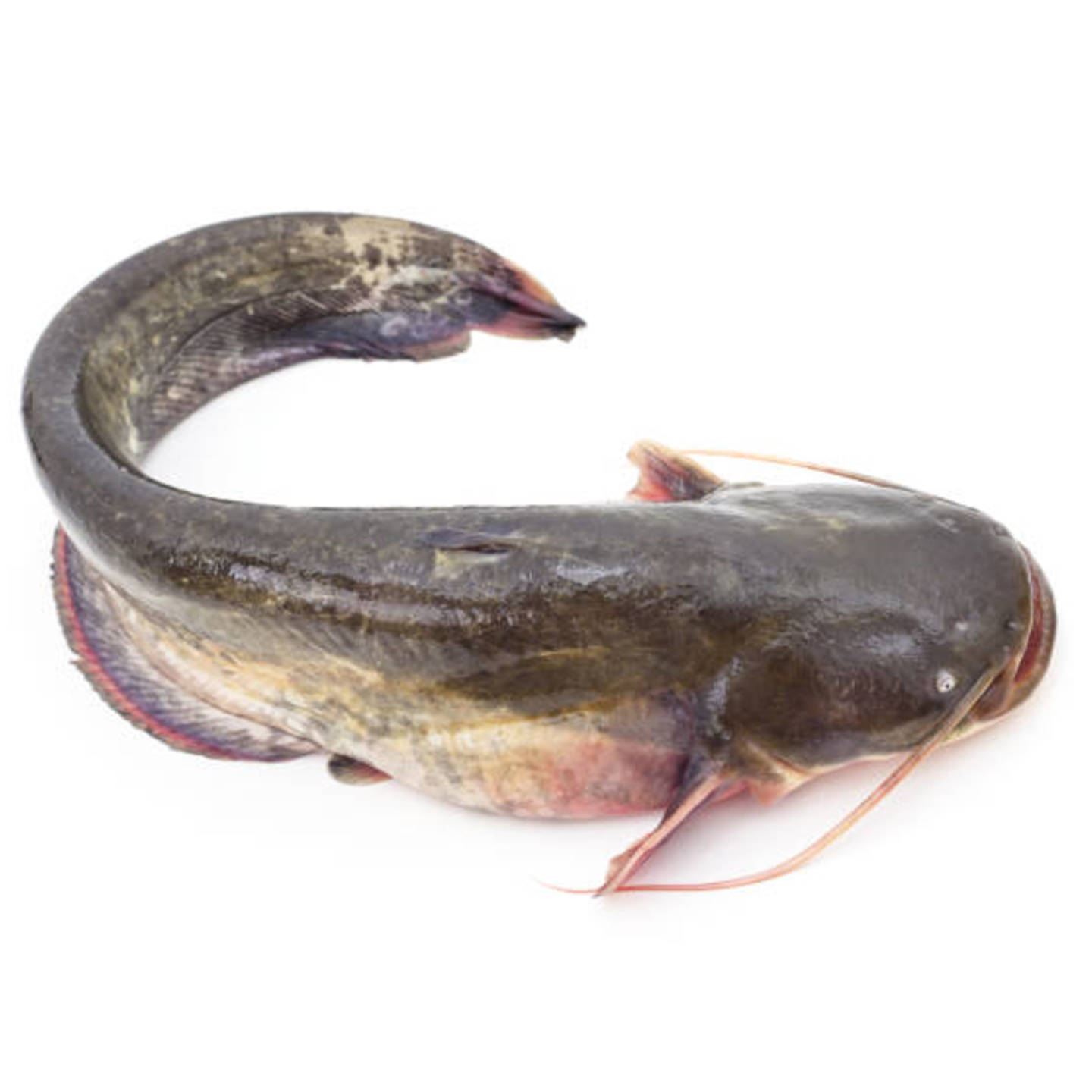 Catfish  Ikan Duri - 1kg