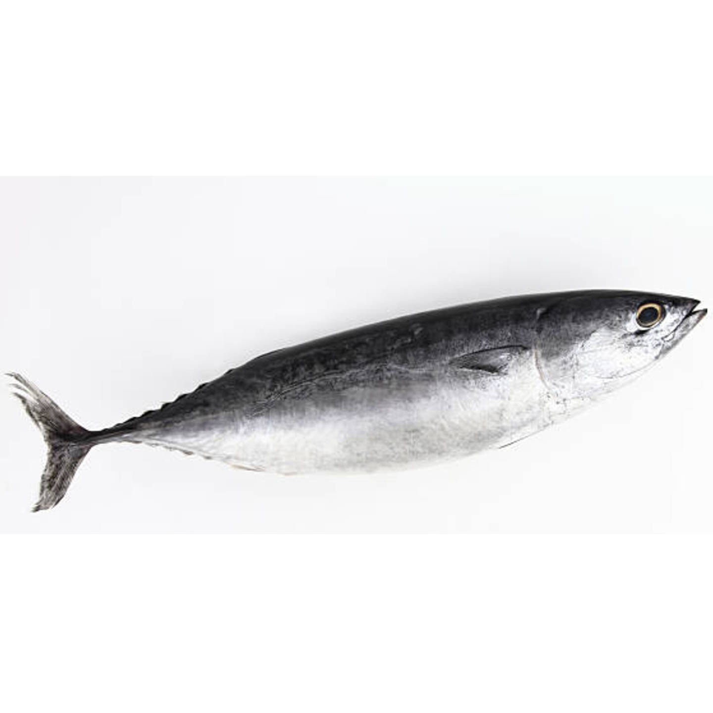 Tuna  Tongkol - 1kg