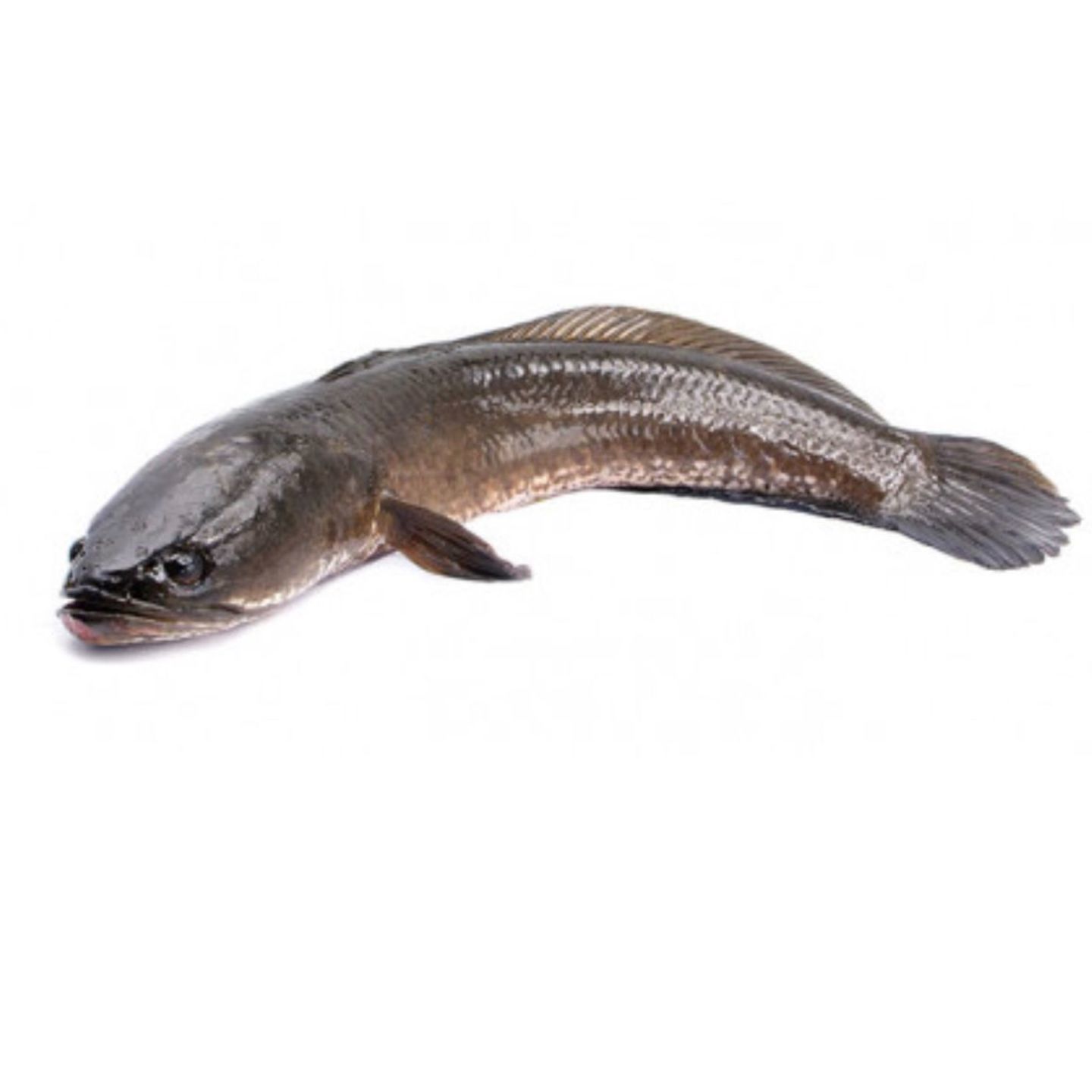 Fresh Wild Caught Snakehed/Ikan Haruan Liar - 500gm (2pcs)