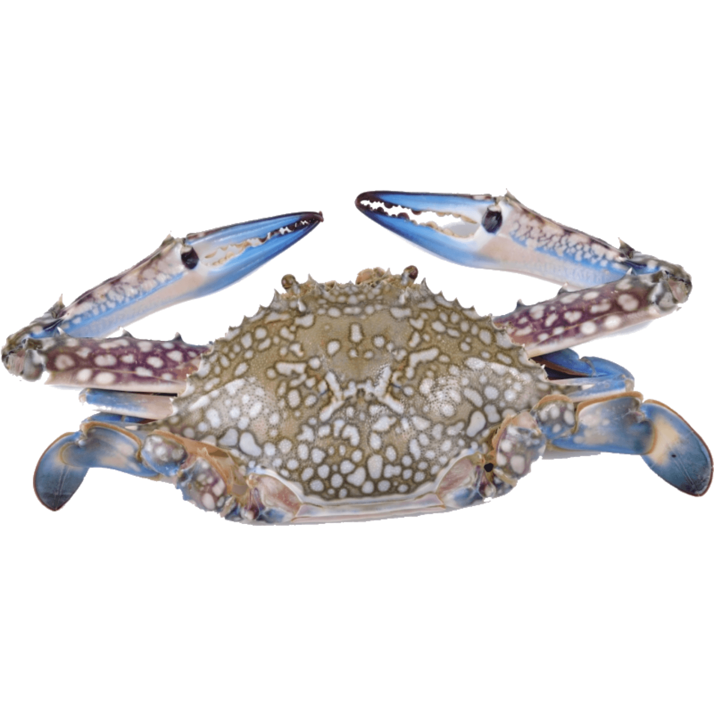 Flower Crab Med-Large 4-5pcs - 1kg seasonal
