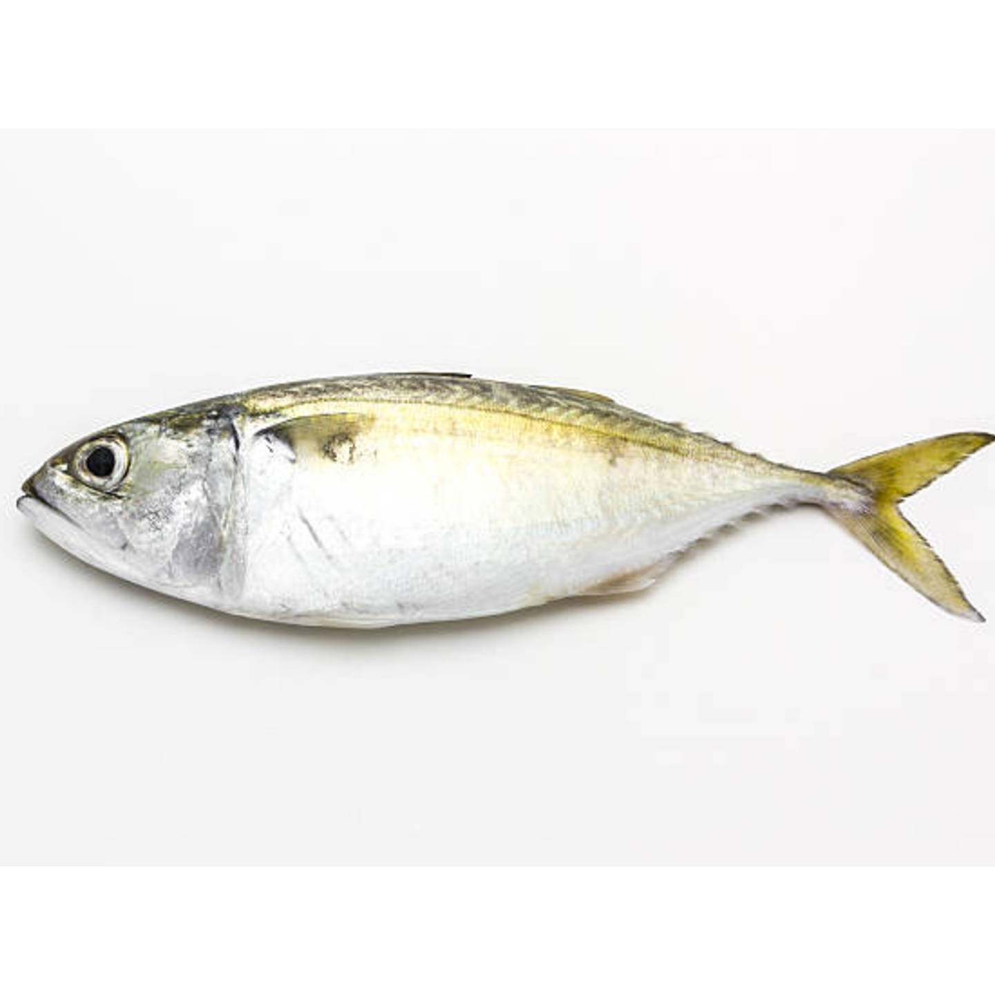 Yellowtail Scad  Ikan Selar - 1kg