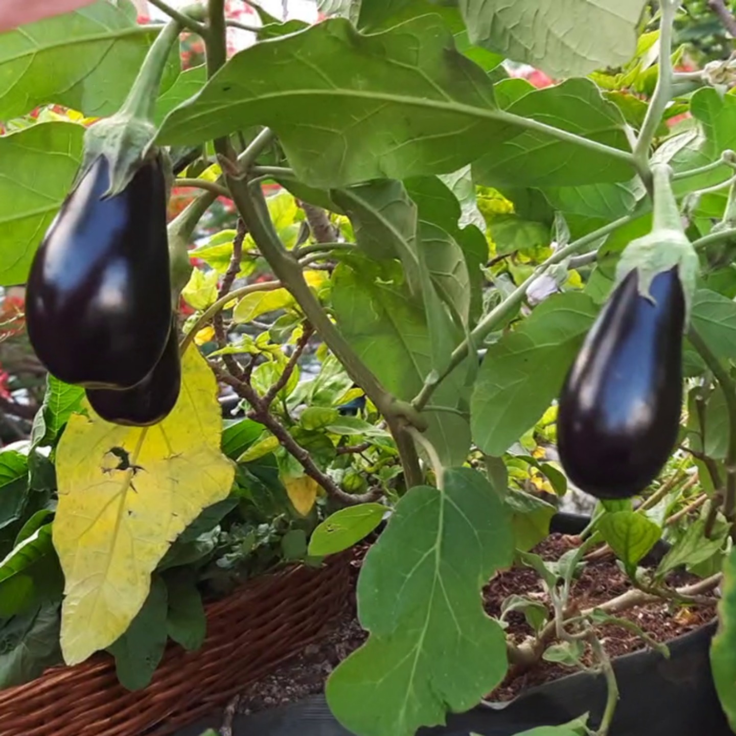 Brinjal Blue Round