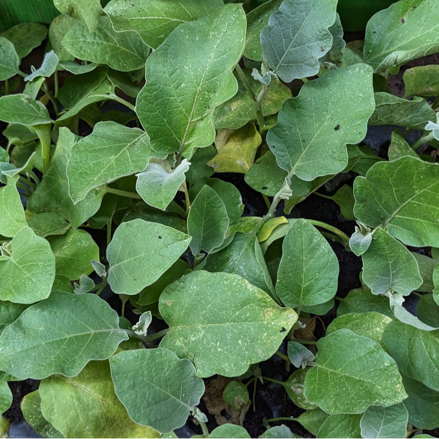 Thorn Brinjal seedlings Mulla Vankaya - ముళల వంకాయ మొకకలు  5 Nos