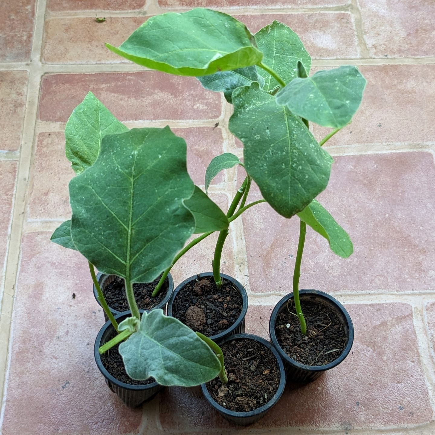 Green Round Brinjal Seedlings 5 Nos