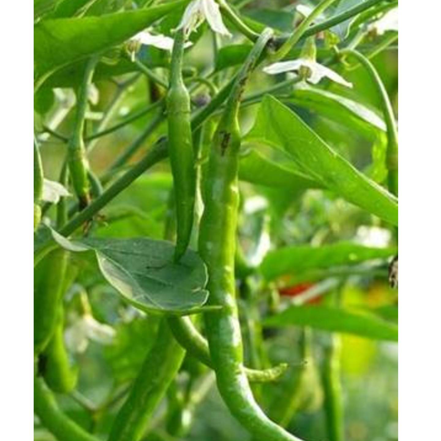 Pusa Jwala Open Pollinated 10 to 15 seeds