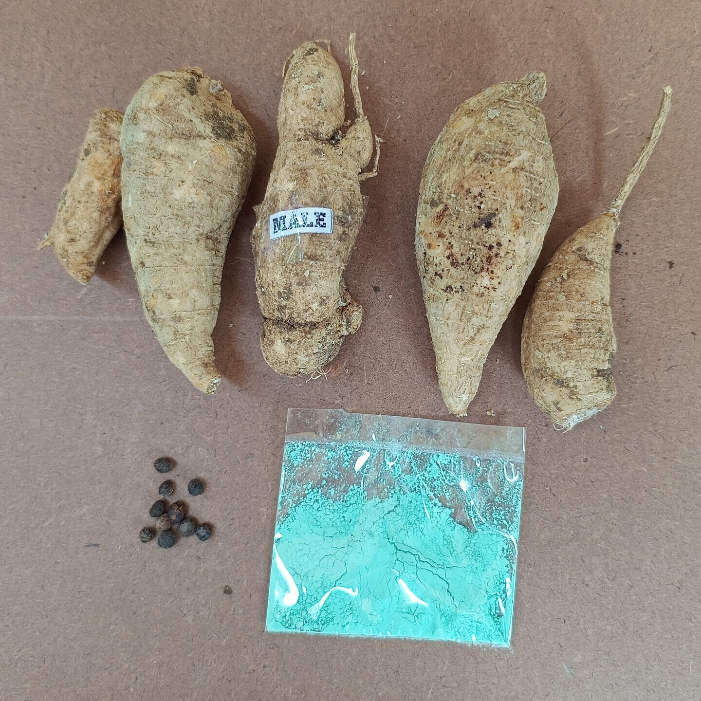 ఆగాకర దుంపలు అడవి కాకర Agakara Spine Gourd Boda Kakara 1 set Kantola with 10 free seeds and Fungicide