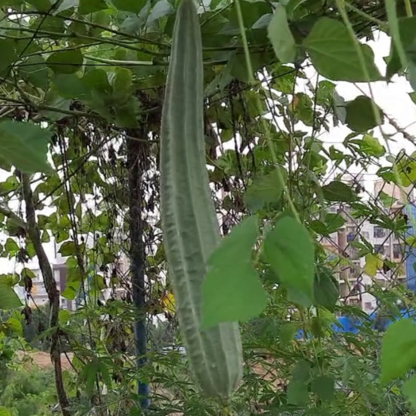 Ridge Gourd బీరకాయ Turai