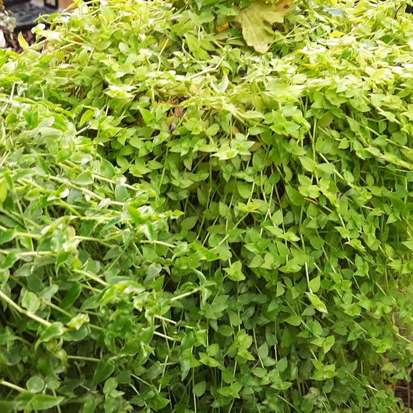 Green Turtle Vine Hanging plant Callisia repens 50gms in pack