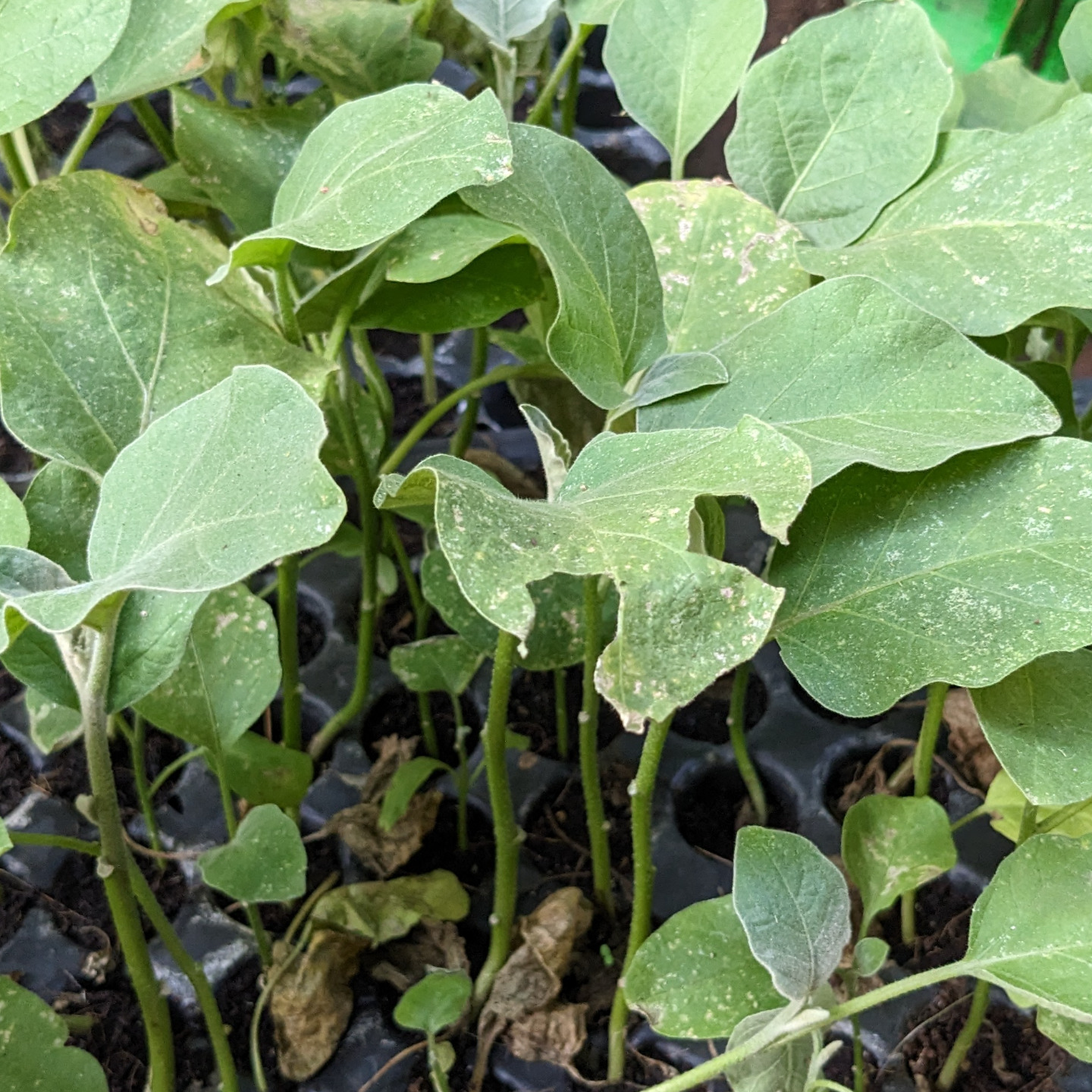 5 Seedlings of Black Round Brinjal  Kala Gol Baigan  Organic Seeds నలల వంకాయ మొకకలు